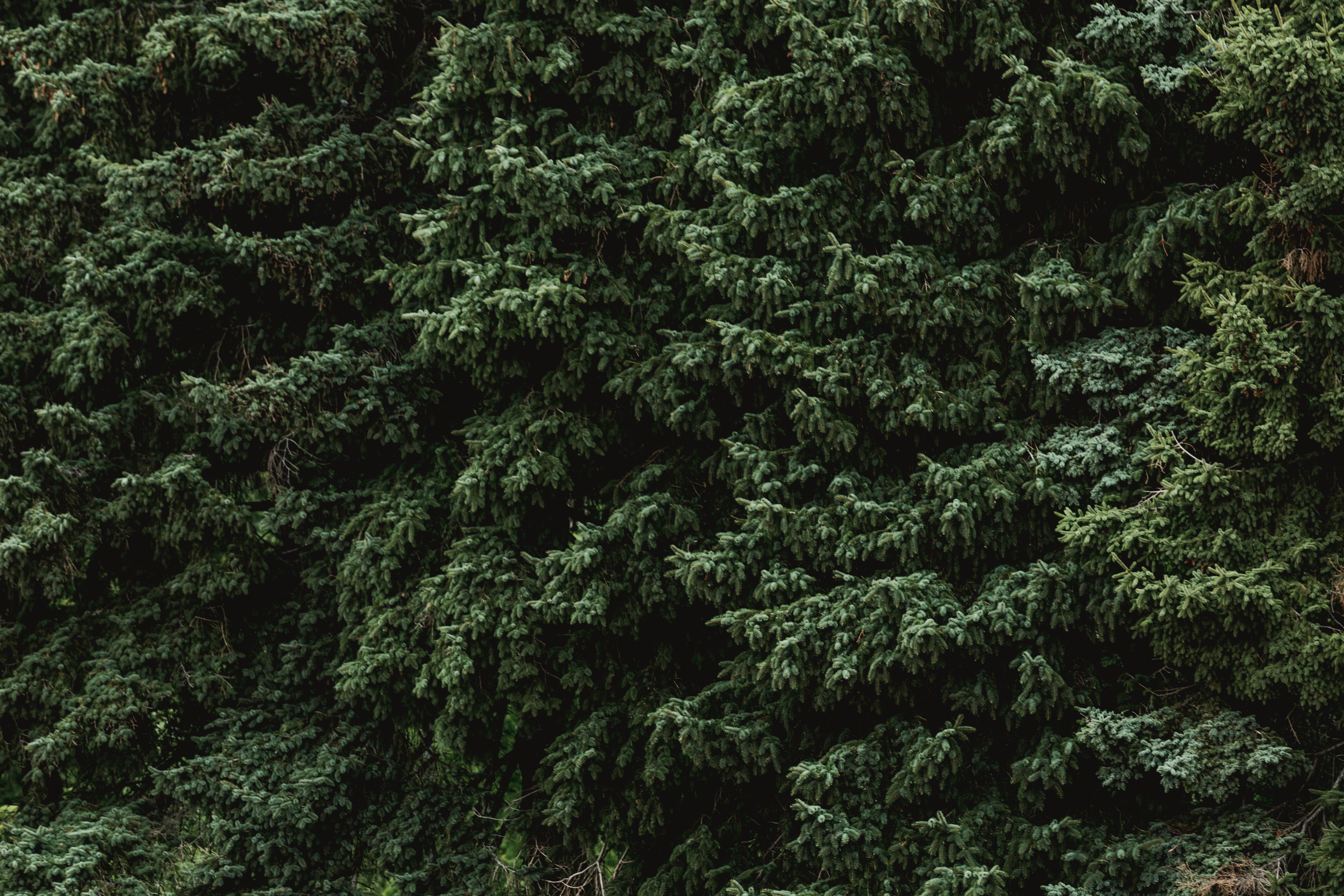 Pine trees used to make wooden flooring