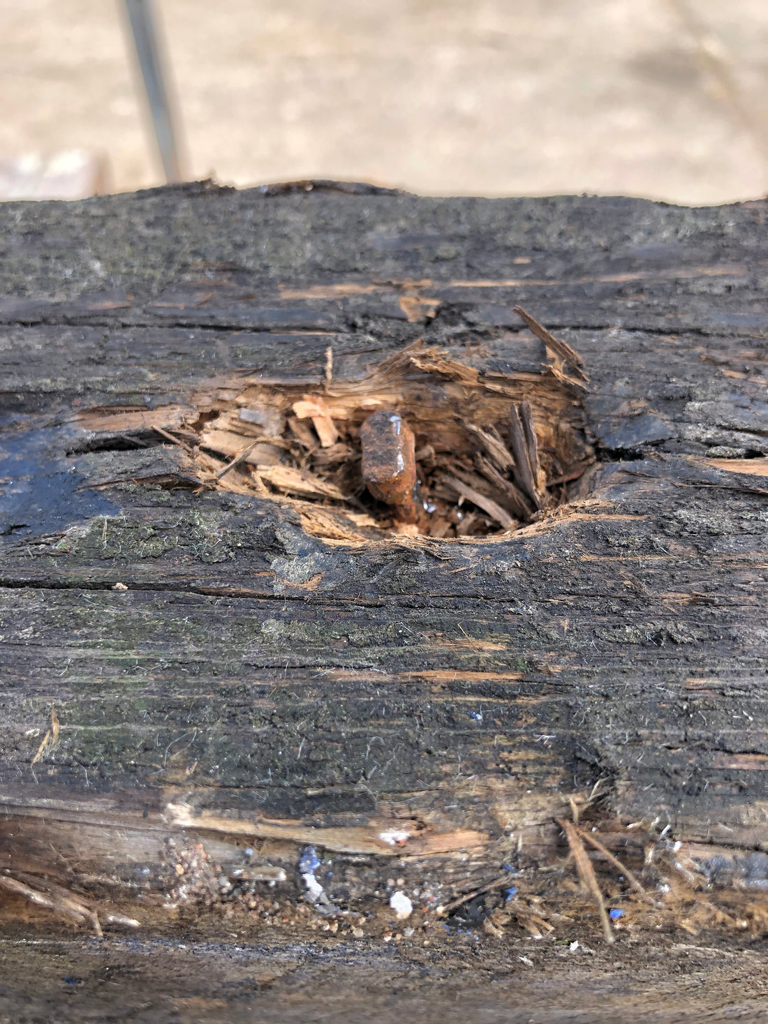 Pitch Pine Flooring Nail Extraction!